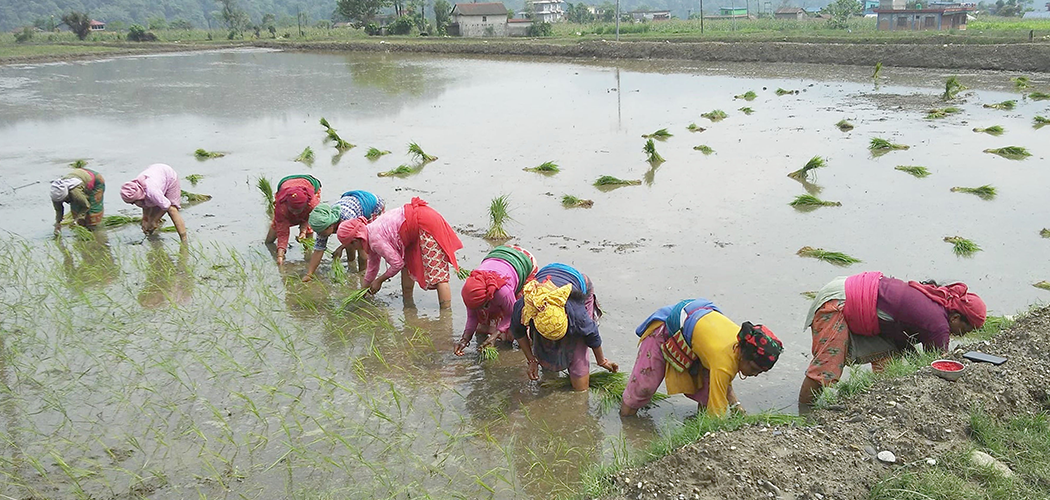 paddy-plantation-in-kaski-nepal-page